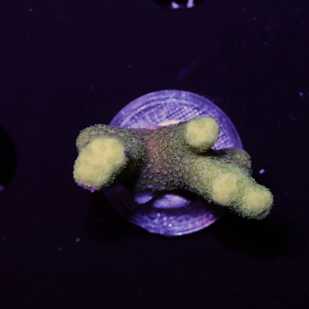 Porites sp. "Yellow"