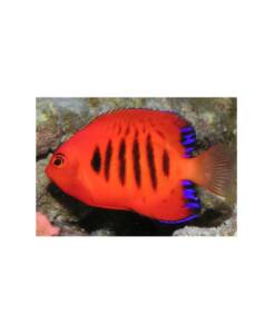 Alternative view of Centropyge loricula - Flammenkaiser