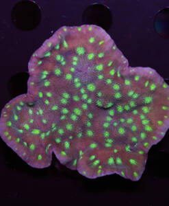 Echinopora lamellosa