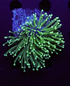 Sarcophyton ehrenbergi neon grün
