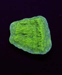 Montipora foliosa "Neon Green"