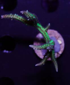 Seriatopora hystrix grün