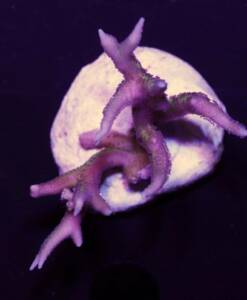 Seriatopora hystrix pink