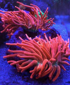 Kupferanemone