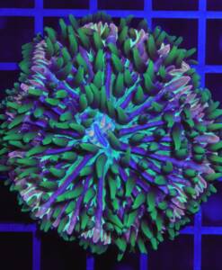 Fungia sp. "rainbow" L