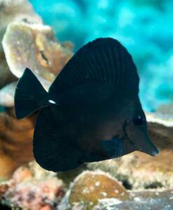 Zebrasoma rostratum (Black Tang) Showsize
