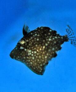 Rudarius ercodes (Zwergfeilenfisch) Nachzucht