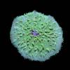 Fungia "Green"