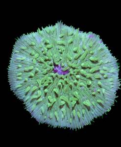 Fungia "Green"