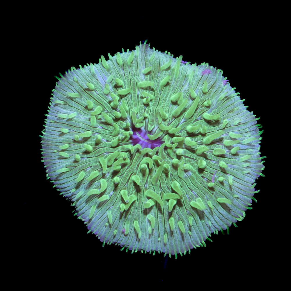 Fungia "Green"