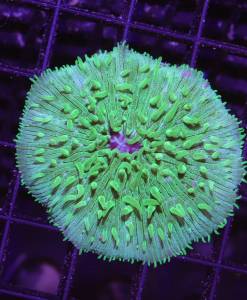 Alternative view of Fungia "Green"