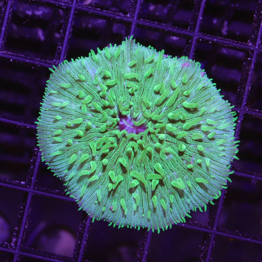 Fungia "Green" – Bild 2
