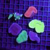 Montipora 3er Spar-Paket z.B.  danae, foliosa oder digitata