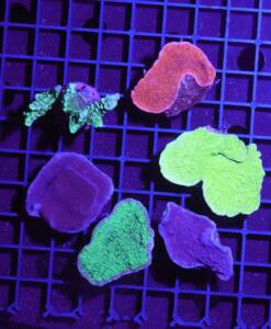 Montipora 3er Spar-Paket z.B.  danae, foliosa oder digitata