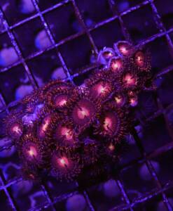 Zoanthus "Alien Explosion" Krustenanemonen