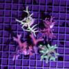Seriatopora 4er Spar-Paket "caliendrum & hystrix"