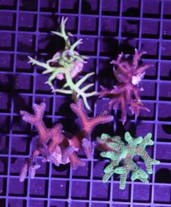 Seriatopora 4er Spar-Paket "caliendrum & hystrix"