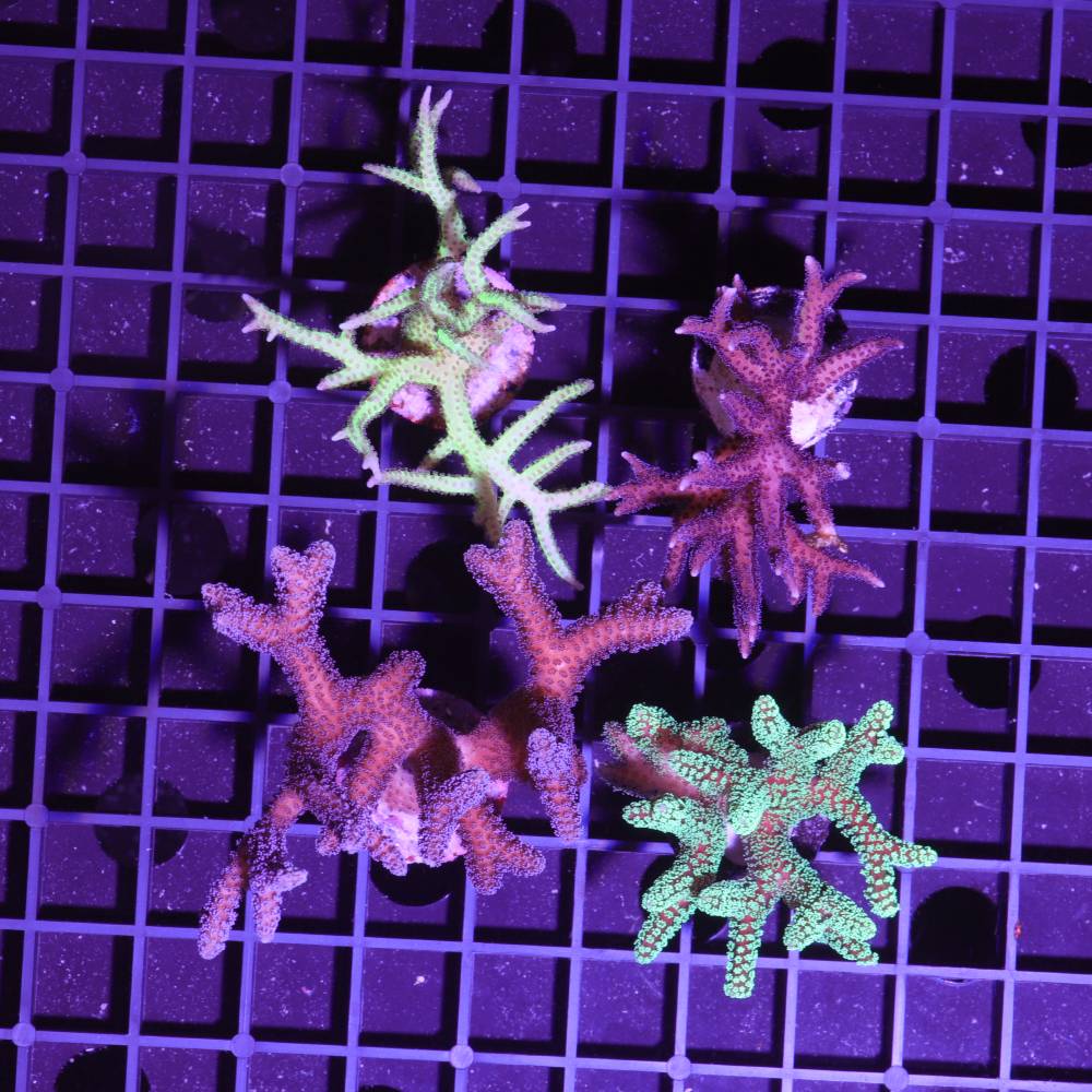 Seriatopora 4er Spar-Paket "caliendrum & hystrix"