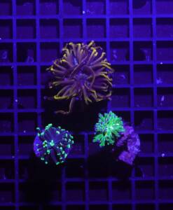 Euphyllia 3er Spar-Paket glabrescens, paraancora, paradivisa