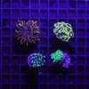 Euphyllia 4er Spar-Paket glabrescens, paraancora, paradivisa, Golden Nugget