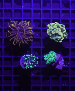Euphyllia 4er Spar-Paket glabrescens, paraancora, paradivisa, Golden Nugget