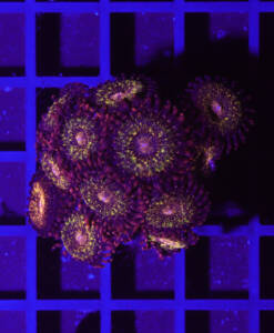 Zoanthus Reverse Space Monster "Krustenanemone"