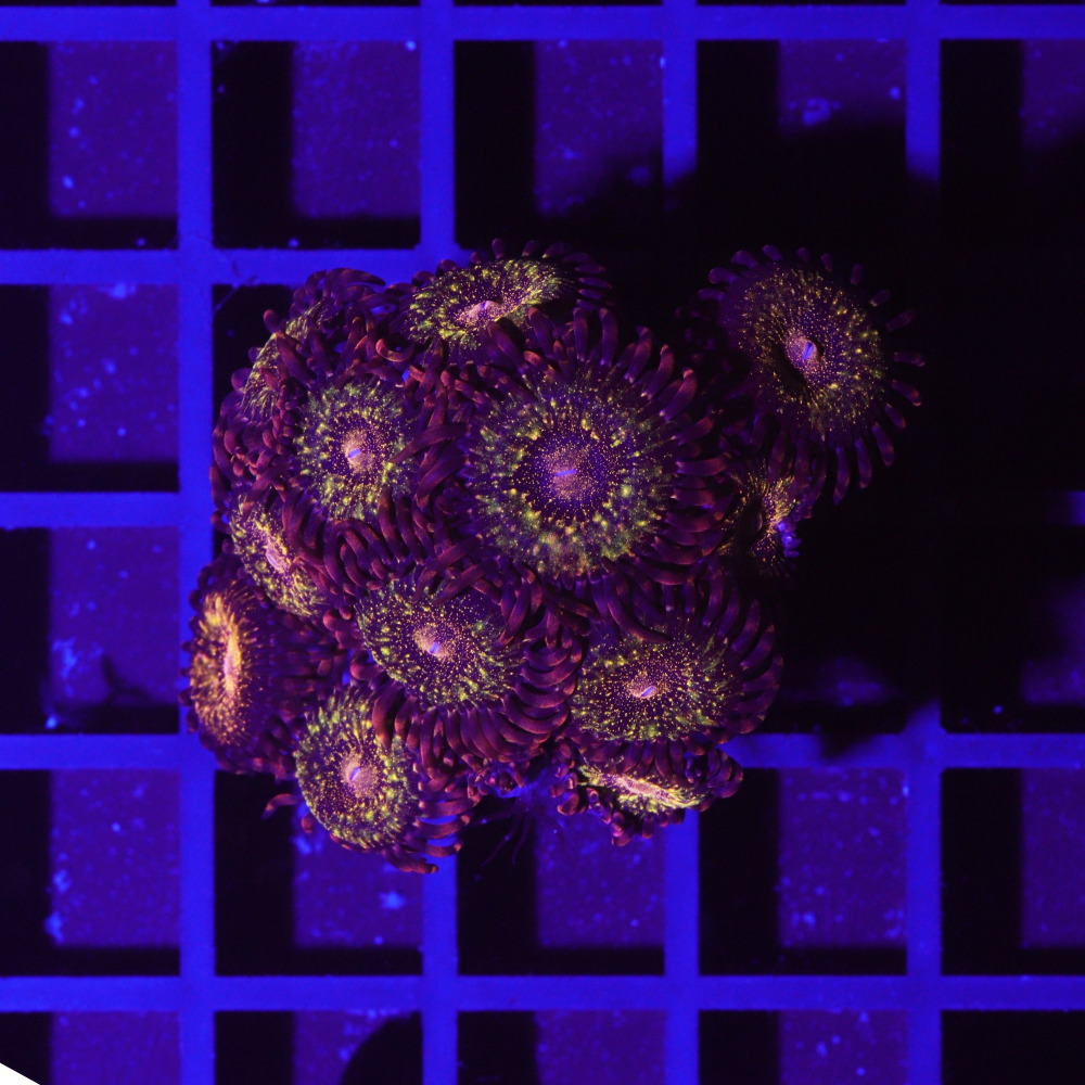 Zoanthus Reverse Space Monster "Krustenanemone"