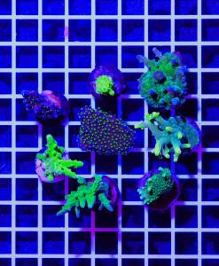 Alternative view of Acropora 4er Korallen Spar-Paket