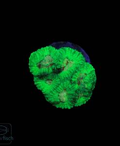 Favites Toxic green