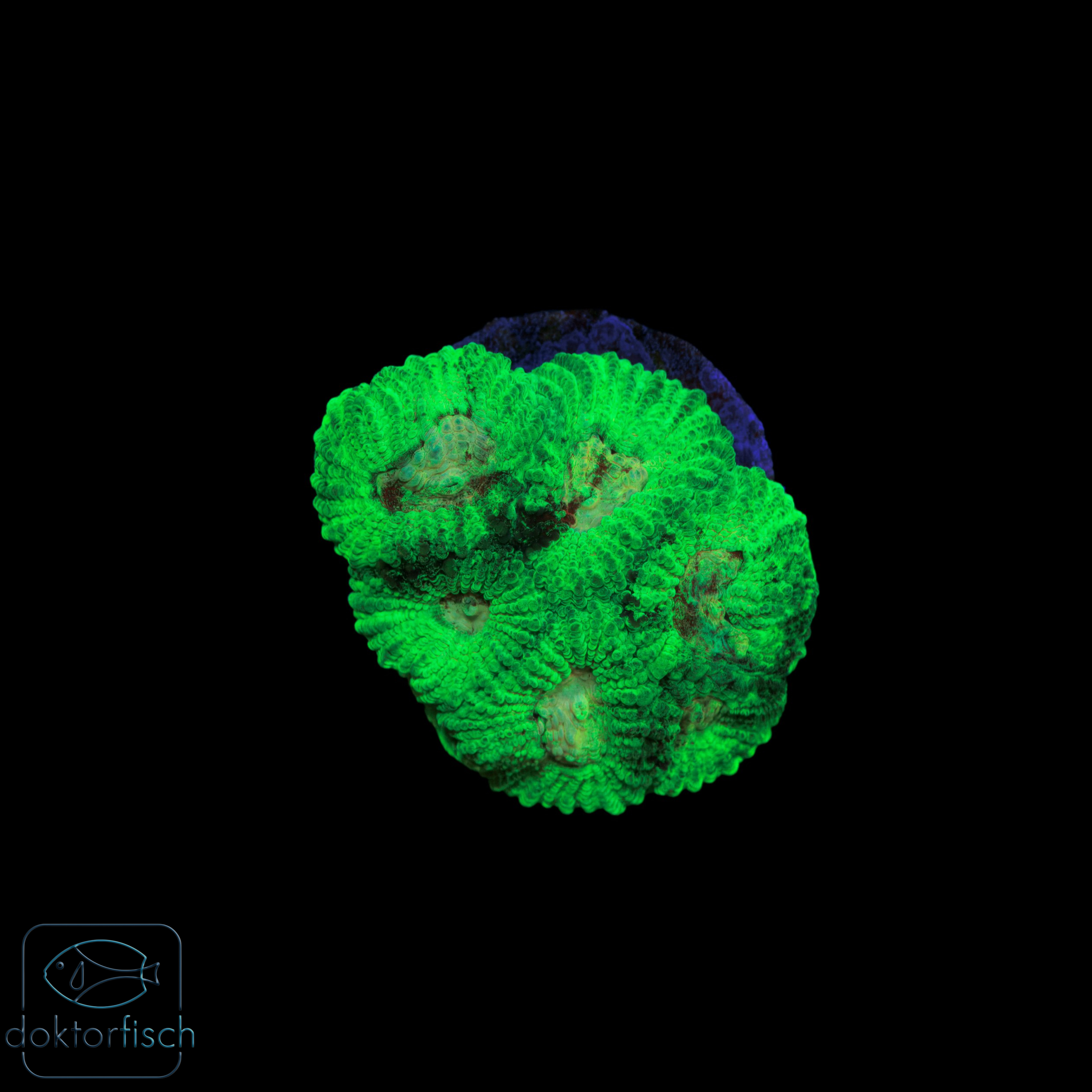 Favites Toxic green