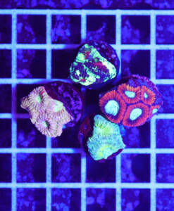Alternative view of Favia Micromussa Goniastrea Korallen Spar-Paket