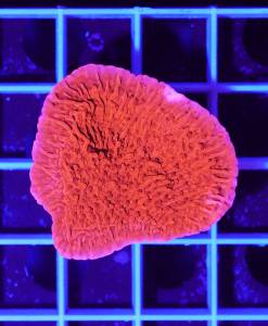 Alternative view of Montipora foliosa red