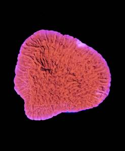 Montipora foliosa red