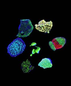 Montipora exklusiv Spar-Paket