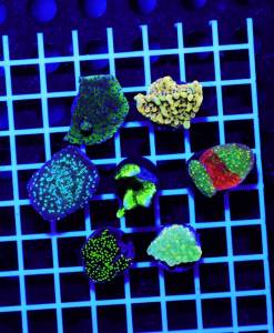 Alternative view of Montipora exklusiv Spar-Paket