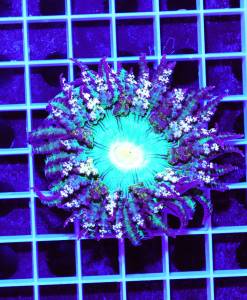 Alternative view of Phymanthus buitendijki Sandanemone