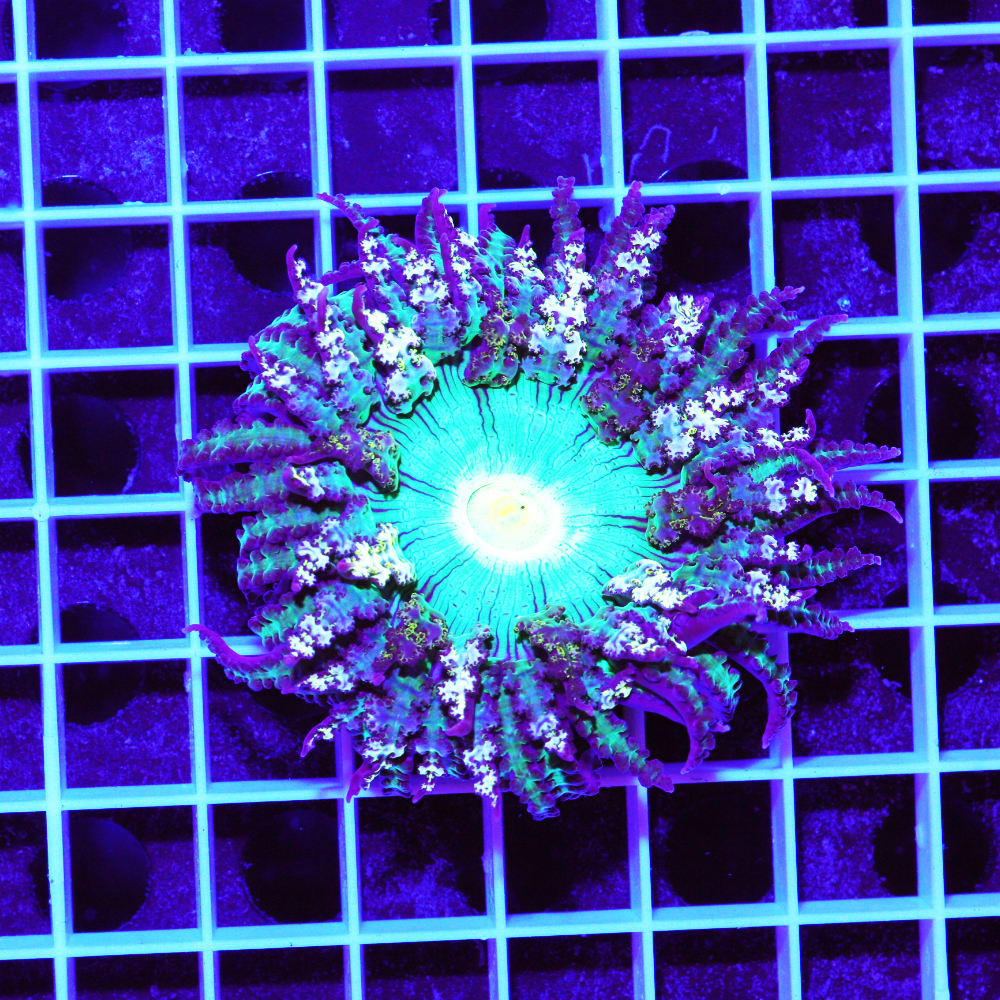 Phymanthus buitendijki Sandanemone – Bild 2