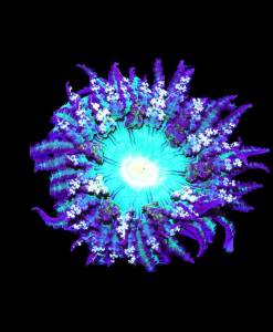 Phymanthus buitendijki Sandanemone