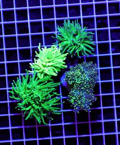 Alternative view of Euphyllia Green 4er Spar-Paket glabrescens und yaeyamaensis