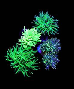 Euphyllia Green 4er Spar-Paket glabrescens und yaeyamaensis