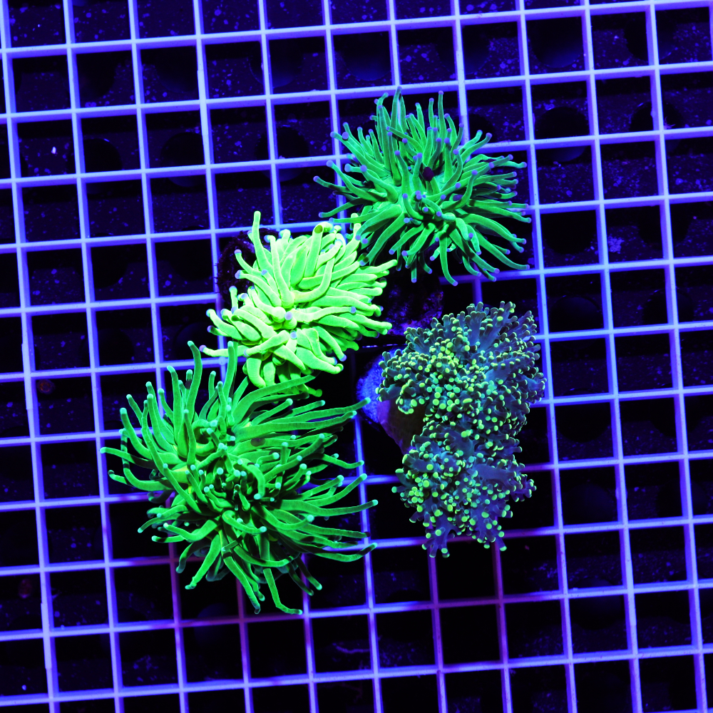 Euphyllia Green 4er Spar-Paket glabrescens und yaeyamaensis – Bild 2