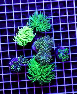 Alternative view of Euphyllia Green 6er Spar-Paket glabrescens, paraancora, paradivisa, yaeyamaensis