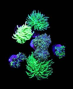 Euphyllia Green 6er Spar-Paket glabrescens, paraancora, paradivisa, yaeyamaensis