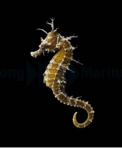 Seepferdchen Hippocampus erectus 1 Paar