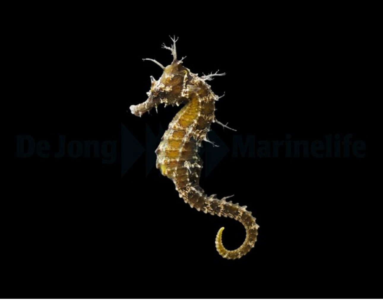 Seepferdchen Hippocampus erectus 1 Paar