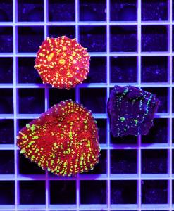 Alternative view of Chalice many Dots 3er Spar-Paket