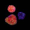 Chalice many Dots 3er Spar-Paket