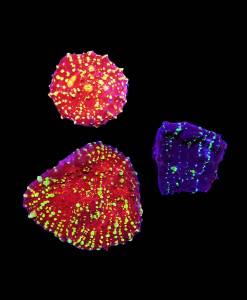 Chalice many Dots 3er Spar-Paket