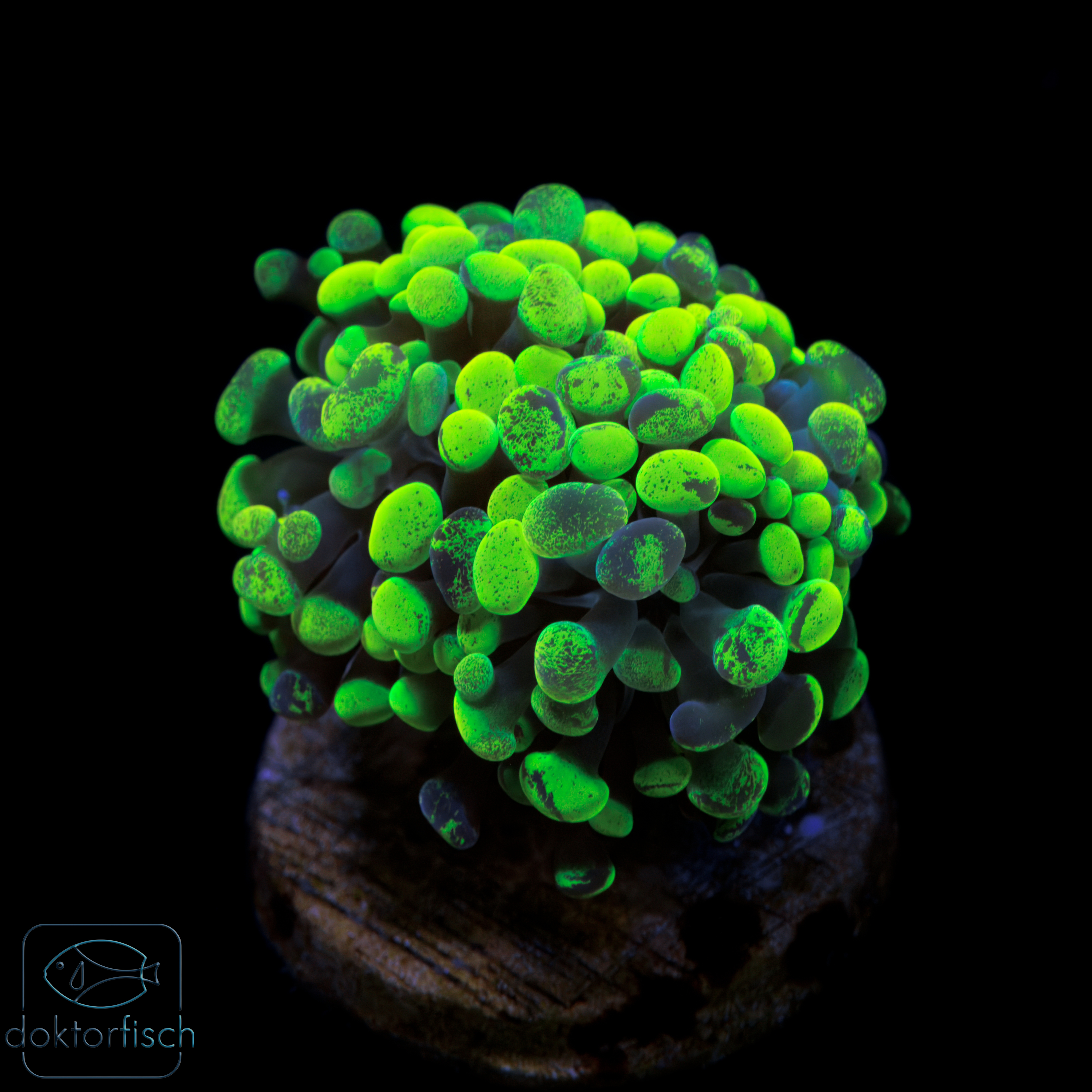 Euphyllia Paraancora toxic green