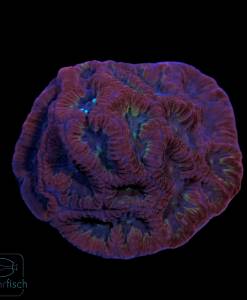 Favites Purple Red
